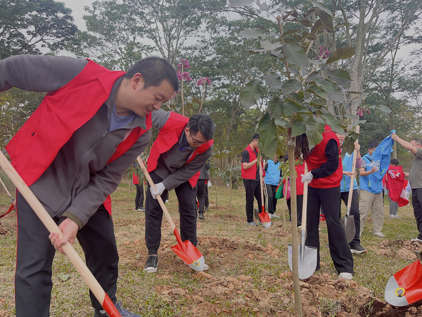 Antmed Tree Planting Activity